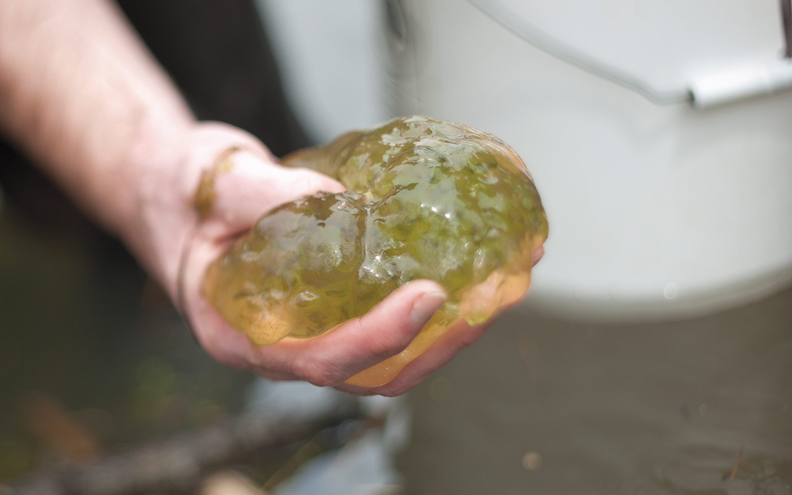 The student with the net and his professor were out in the BioReserve looking for some invasive species of fish that they had feared had gotten into the water. They were happy not to find it there. They did find some really cool tadpole lar…