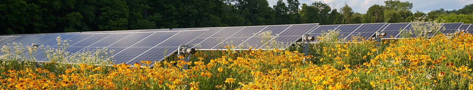 Solar panels in a field of flowers.