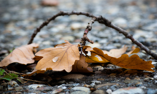 leaves on pavement