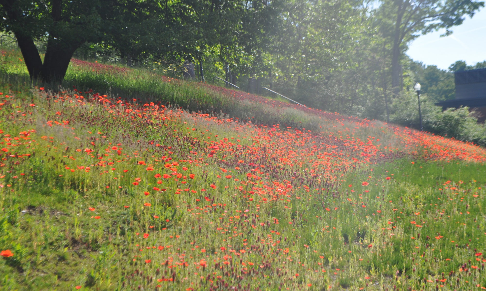 Poppy field