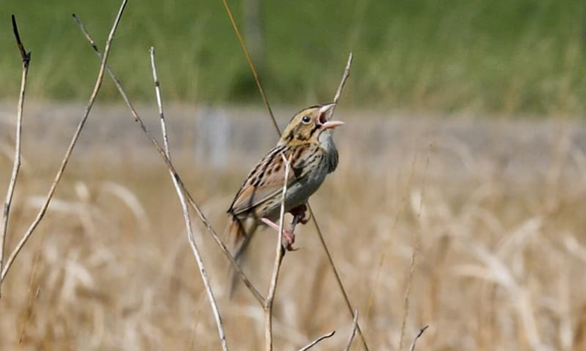 Henslow's Sparrow