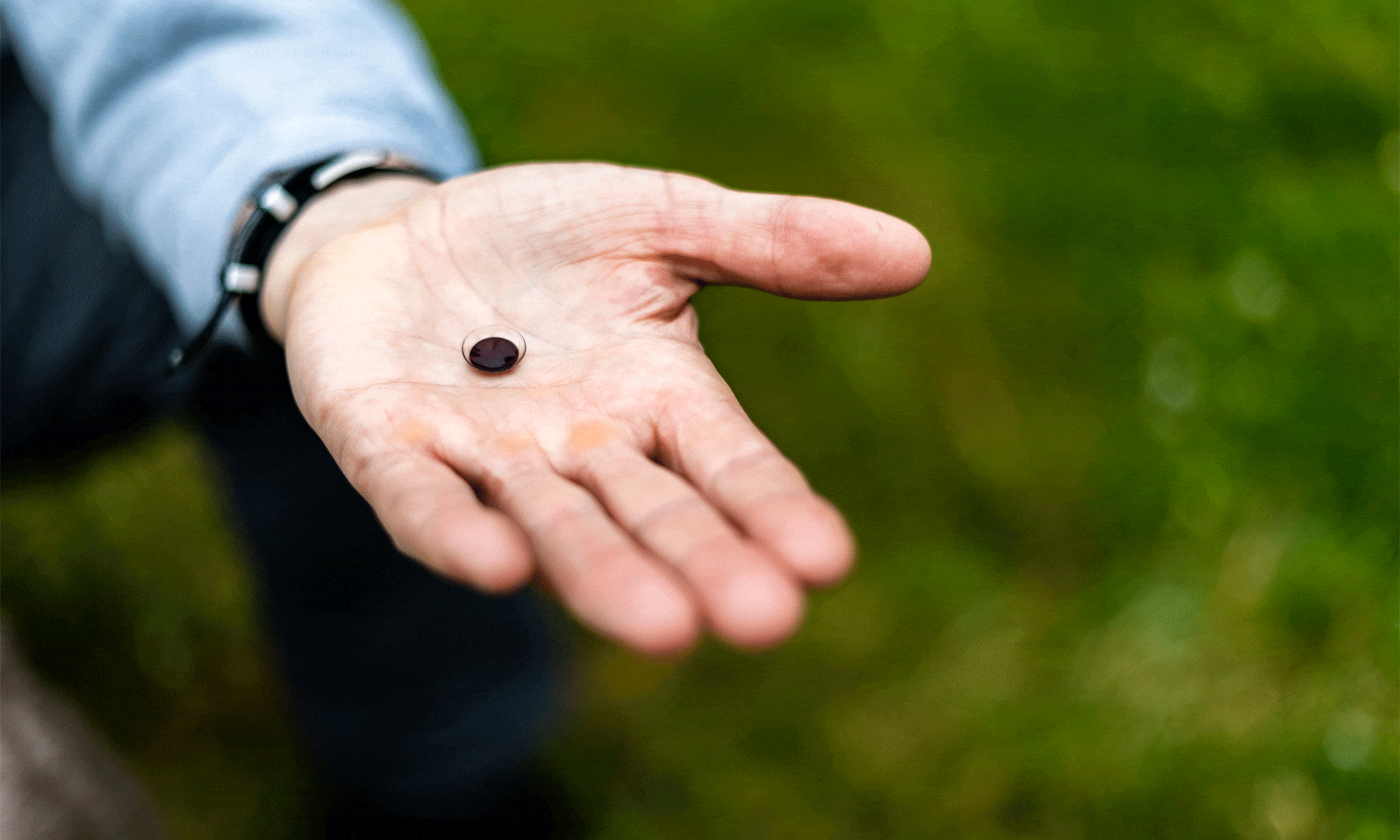 Hauk's Contact lens