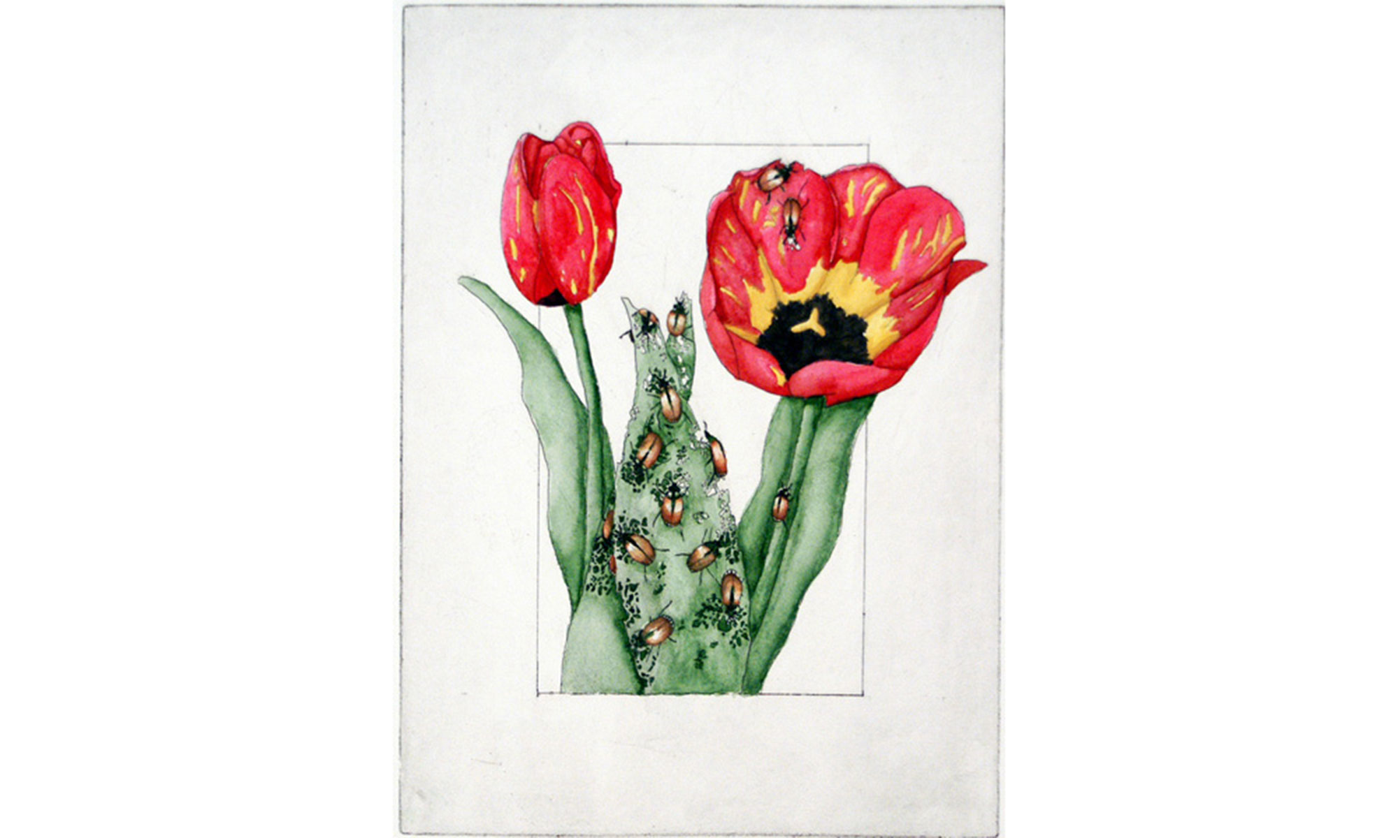 Christy Beall’s tulip