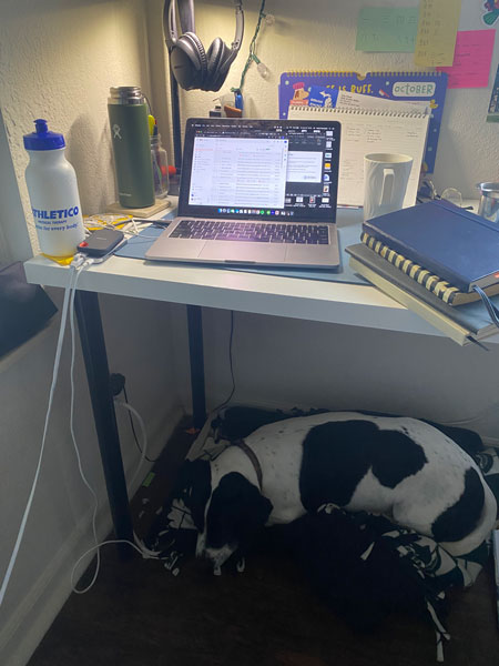 dog sitting underneath desk