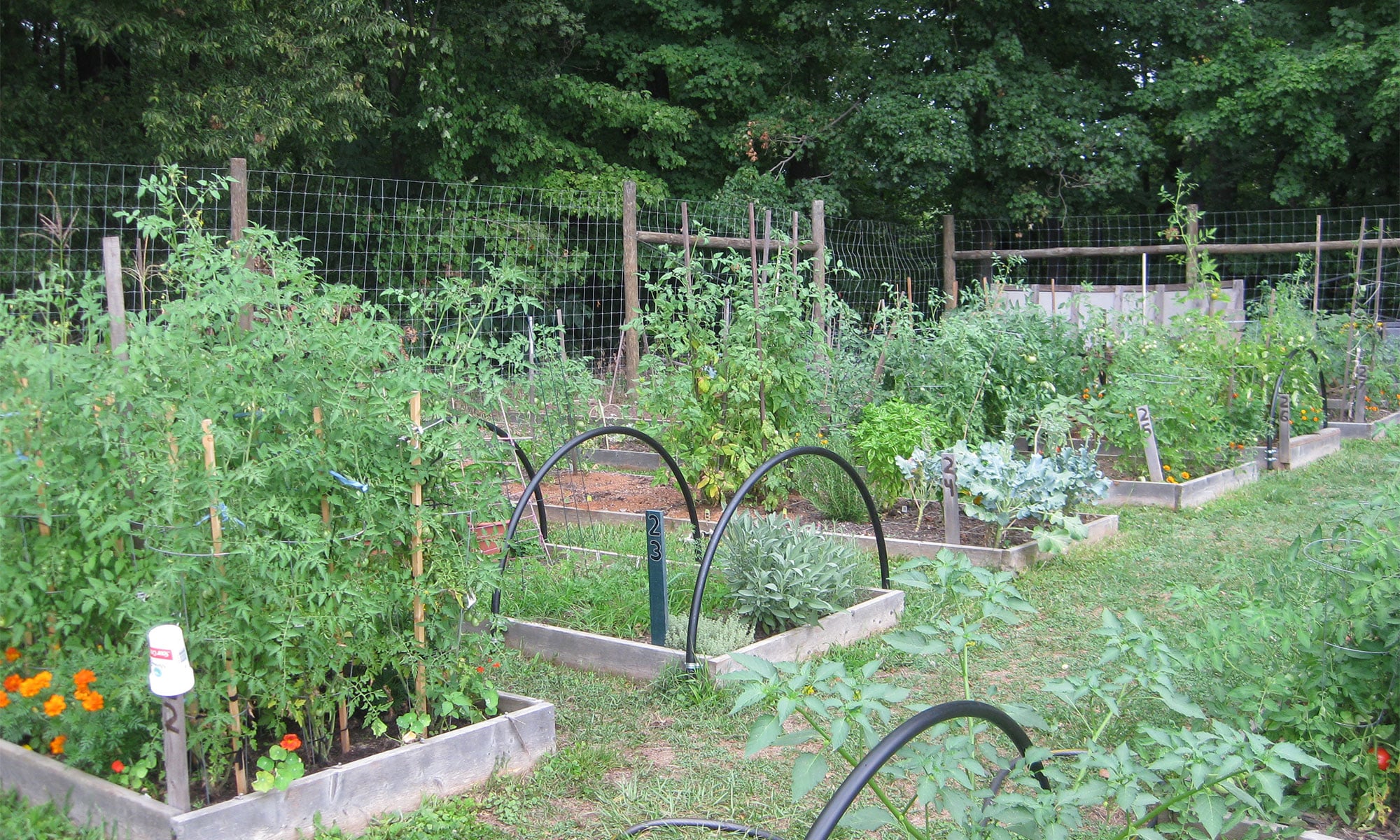 Community garden