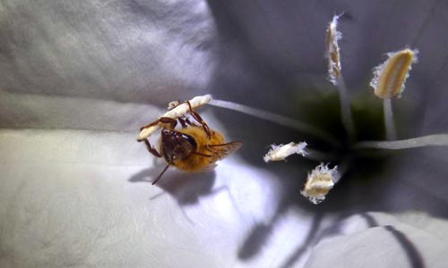 Photo of a honeybee