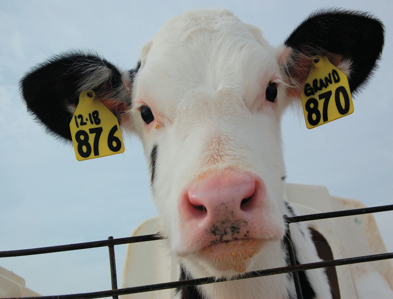 Cow wanting scratches