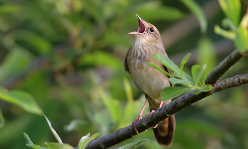 River Warbler in its natural habitat