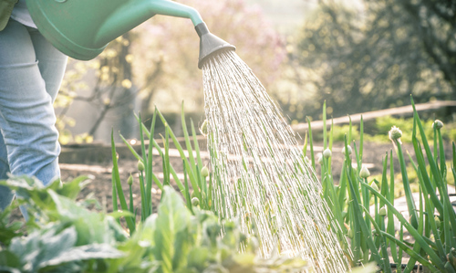 watering the garden