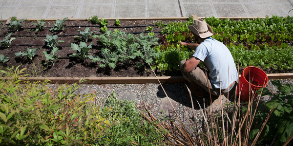 Farmers from the City