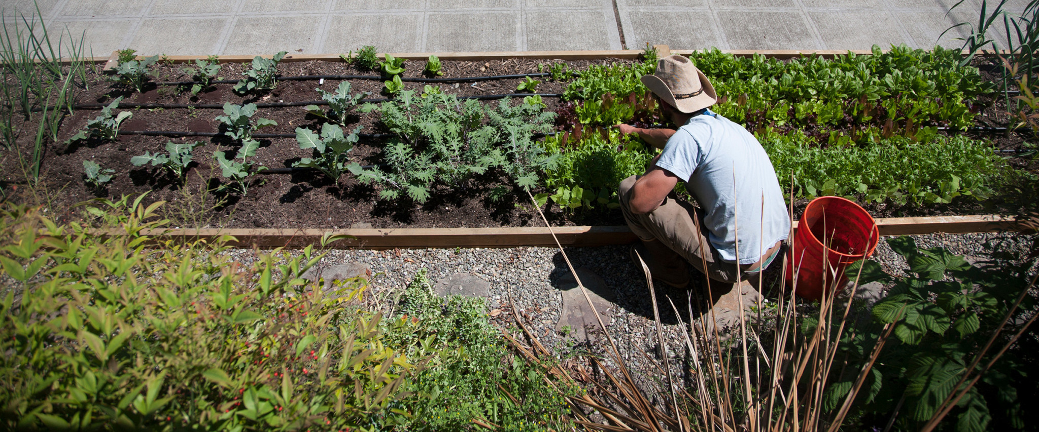 Farmers from the City