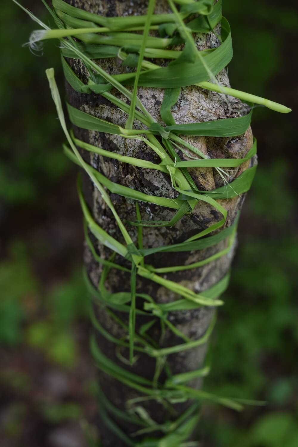 string wrapped around small tree