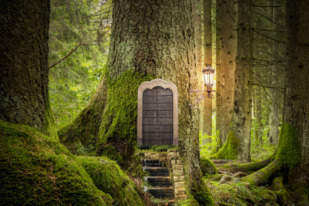 door on tree in forest