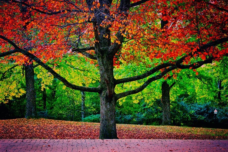 Chapel Walk in the fall