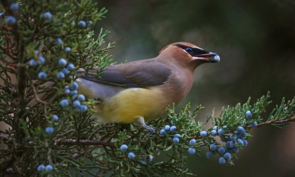 A Cedar Waxwing